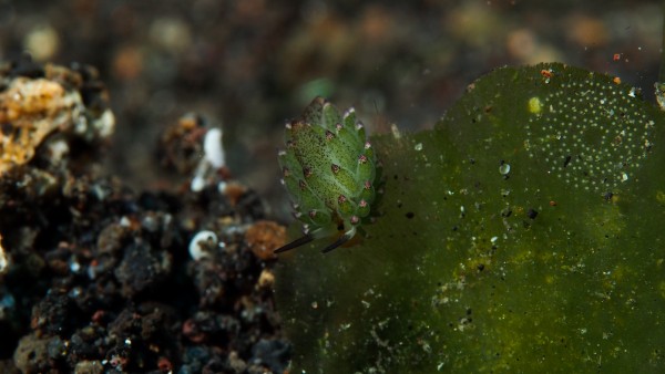 Sheep Nudi Leaf by Michael Brown